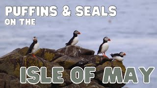 FINDING PUFFINS AND SEALS IN SCOTLAND:  THE ISLE OF MAY