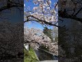 さくら 松川 sakura 安住橋 サクラ 花筏 cherry blossoms 桜 cherry blossom tree 松川 辺り toyama 富山市 2023年4月1日 春 風 花見 陽気