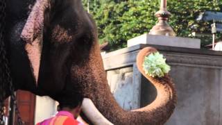 Raja Elephant worshiping Sri Dalada Maligawa