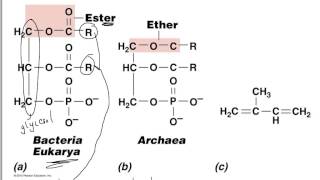 BIO367 lecture 3 part a Cell Structure \u0026 Function Launen