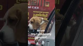 പട്ടി സാർ പൊളിയല്ലേ