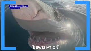 Are shark attacks on the rise due to climate change? | Vargas Reports