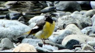 キセキレイ, Grey Wagtail, 20150719