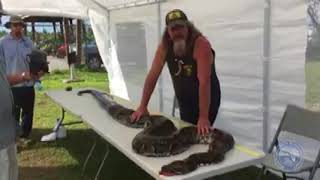 Python hunter wrangles massive snake in Florida Everglades