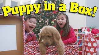 PUPPY IN A BOX!!! Christmas Haul & Surprise Unboxing ft. PuppyTube! What We Got For Christmas!