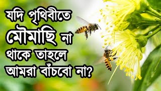 কি হবে যদি পৃথিবীতে কোন মৌমাছি না থাকে? মৌমাছি না থাকলে পৃথিবীতে মানবজাতি কতদিন টিকবে? | Bee Mystery