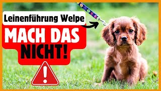 Leash training for puppies - Don't make THESE mistakes 🫢