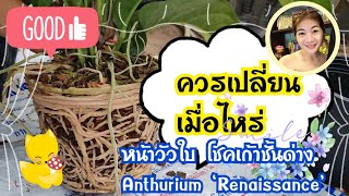 หน้าวัวใบ ต้นโชคเก้าชั้นด่าง Anthurium Renaissance ควรเปลี่ยนกระถางตอนไหน | Ivy ying sang