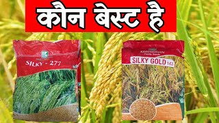 silky dhan 277|silky dhan|silky dhan ki jankari|silky dhan ki paidavar|silky gold dhan|#growthfarmer