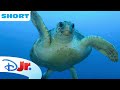 Disney Animals - Turtles 🐢 | Under the Sea with Ariel | @disneyjunior