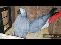 african grey parrot breeding setup and full information about cage diet box and fast breeding tips