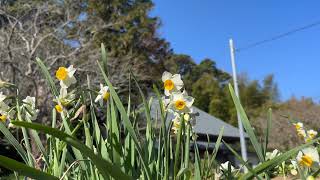 Relaxation Sound form Japan - Birdsong, waterfall and gamelan, raining conch, burning charcoal, etc.