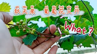 秋天來，葡萄花又開，為啥如此豪橫？因為它不是“真葡萄”