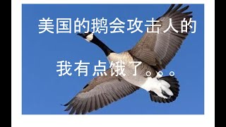 This goose is trying to attack me | 美国鹅会攻击人