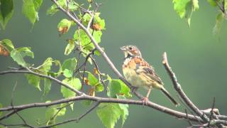 野鳥撮影・ ホオアカ　Chestnut-eared Bunting