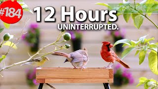 TV for Cats to Watch 😻 Best of Uninterrupted Cat TV Videos 🐦12 Hour Compilation of Birds  @LensMyth