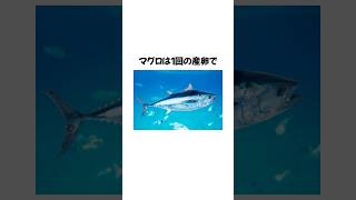 マグロの雑学　#マグロ #まぐろ #魚 #雑学 #豆知識 #トリビア #動物 #1分雑学 #生き物 #海の生き物  VOICEVOX:青山龍星