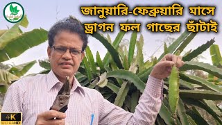 জানুয়ারি-ফেব্রুয়ারি মাসে ড্রাগন ফল গাছের ছাঁটাই /how to prune dragon fruit plant🌵