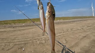 【シロギスの投げ釣り】鹿島灘サーフ　遠投で良型が連発でした。