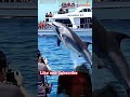 omg amazing beautiful jumping dolphins dolphin