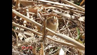 2025年2月  境川遊水地　鳥　47種48態