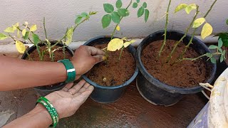 Roses and cutting. how to grow roses from cuttings గులాబీ మొక్కల కొమ్మలను పెంచుకునే విధానం