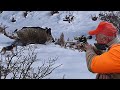 AMAZING WILD BOAR HUNTING IN SNOW, WILD BOAR HUNTS, HOG HUNTING , PIG, WILD LIFE , WILD ANIMALS GAME