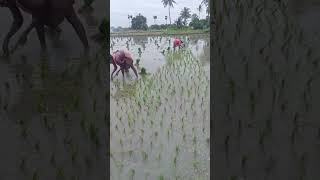 ஏழை விவசாய தாய்க்கு ஒரு லைக் போடுங்க 🌱🌾🌾🌾🌱 #agriculture #shorts