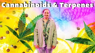 Cannabinoids and terpenes explained in five minutes!