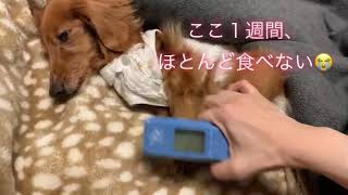 19歳7ヶ月 ご飯食べない時どうしてる？