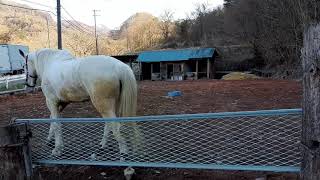 ミノワ乗馬クラブの白い馬(長和町大門)