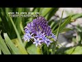 scilla peruviana is the kind of violet blue flower that always attract attention ดอกไม้ในสวนep.7