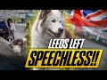 My Famous Husky SHUT DOWN the Streets of Leeds – You Have to See This!!