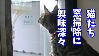 【年末の窓の掃除を見守る】窓掃除に興味深々な猫たち【5nyans】Cats watching window cleaning