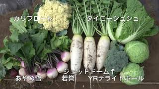 ファミリー農園190519収穫・植え付け・通路中耕