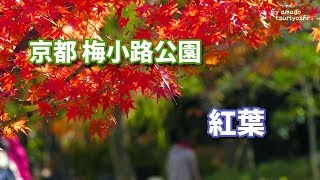 【散策】京都・梅小路公園の紅葉 2018.11.23