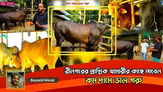 শ্রীনগরের প্রান্তিক খামারীর কাছে পাবেন কম দামে ভাল গরু | Small cow fattening farm