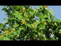 튤립나무 백합나무 tulip tree 百合나무 튤립나무꽃 2024년 5월 10일 올림픽공원