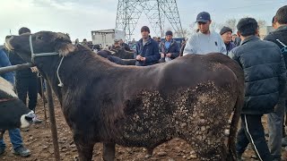 МОЛБОЗОРИ Н.ДУСТИ(БАРАКАТ) 😱ФАКАТ ТАМОШО КН ХДТ ХУЛОСАТА БРОР😱 20 ноября 2024 г