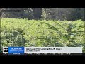 Calaveras County pot bust yields police 7,000 marijuana plants