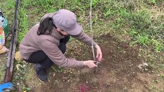 しだれ桜の植樹祭