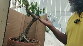 Saving my Gmelina or am I too Late? - Try Bonsai