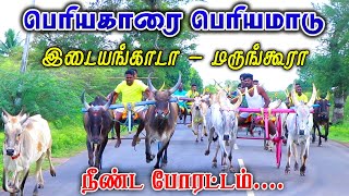 பெரியமாடு சிவகங்கை(மா)பெரியகாரை மாட்டுவண்டி பந்தயம் 07.08.2022 #amutham_studio #rekalarace #asm