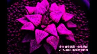 VITALUX多肉植物LED燈效果圖: 使用LED多肉植物燈讓肉肉超粗壯