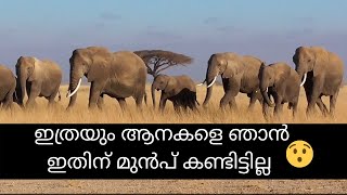 Elephant video Africa  - Safari experience in Amboseli Kenya | Africa Malayalam Travel  Vlog EP 8