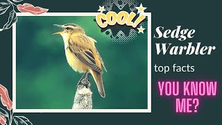 Sedge Warbler facts 🦜 calling sound 🎼 🎶 migratory, crossing Sahara to get from Europe and Asia