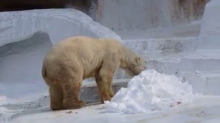 「ホッキョクグマの日」　はじけるバフィン\u0026モモ　　　　天王寺動物園のホッキョクグマ