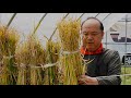 8,760 HOURS OF WORK!? - The Process of Making Japanese Traditional Straw Crafts.