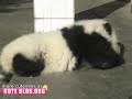 cute baby panda struggling to get up stairs cuteblog.org