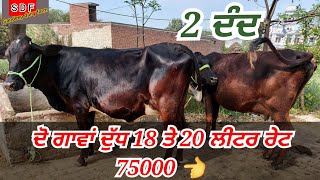 #ਦੋਵਾ ਦਾ ਦੁੱਧ 18 ਤੋ 20 ਲੀਟਰ ਰੇਟ ਦੋਵਾ ਦਾ  75000👈 DATE  9-3-2021